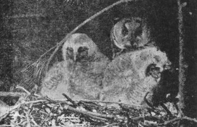 Ушастая сова (Asio otus) с птенцами в гнезде вороны (Corvus comix)