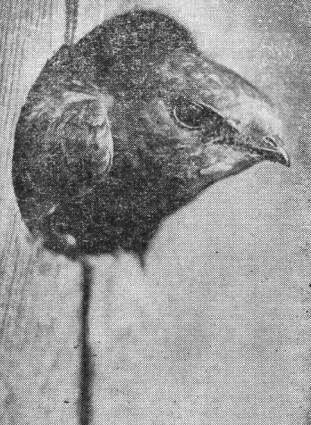 Черный стриж (Apus apus) в летке скворечника