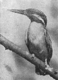 Голубой зимородок (Alcedo atthls) у гнезда на р. Воронке