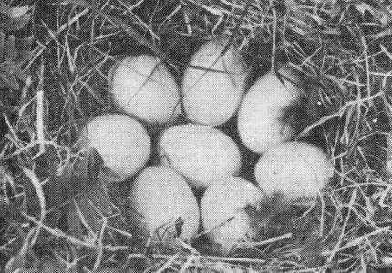 Гнездо с кладкой чирка-трескунка (Anas querquedula), устроенное на лугах вблизи Раковых озер. Карельский перешеек