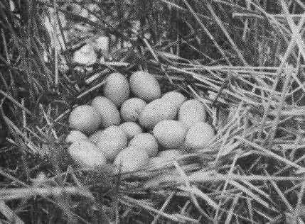 Гнездо хохлатой чернети (Aythya fuligula) с 21 яйцом, отложенным двумя самками