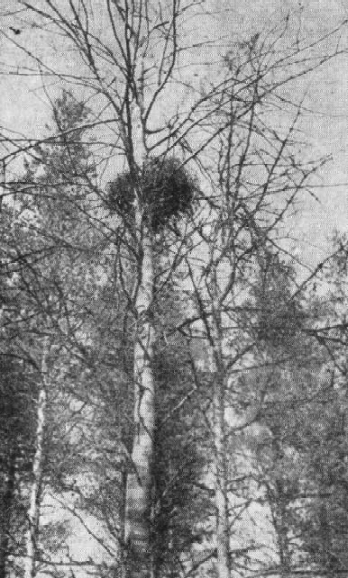 Гнездо тетеревятника (Accipiter gentilis), в котором птенцы выводились два года подряд