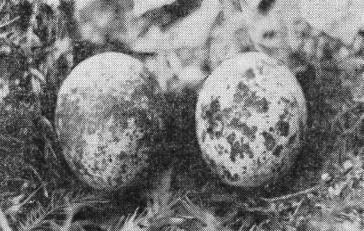 Первая обнаруженная на Северо-Западе кладка малого подорлика (Aquila pomarina) в гнезде