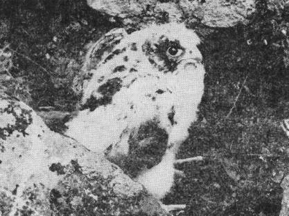 Последнее известное гнездо сапсана (Falco peregrinus) в Ленинградской обл