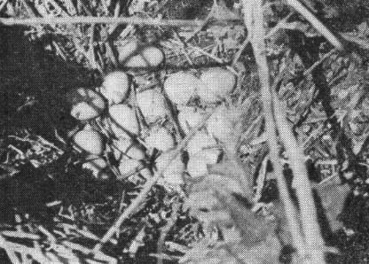 Кладка серой куропатки (Perdix perdix) из 18 яиц