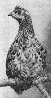 Молодой рябчик (Tetrastes bonasia) в период постювенальной линьки
