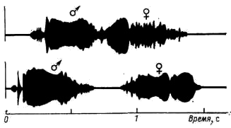 циллограмма дуэтного сигнала самца и самки серого журавля (Grus grus)