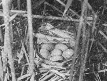 Гнездо камышницы (Gallinula chloropus) в зарослях прибрежного тростника на пруду