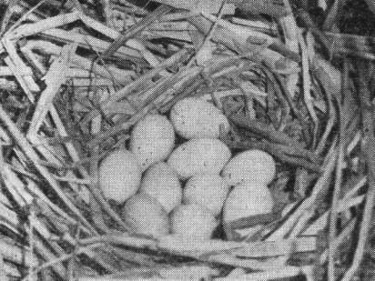 Гнездо лысухи (Fulica atra) с полной кладкой. 