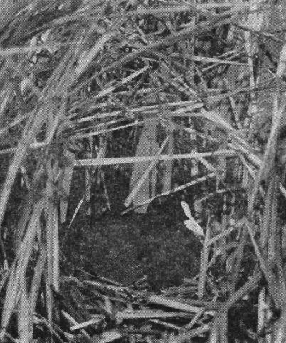 Лысуха (Fulica aira) на гнезде, укрытом в островке тростника на пруду