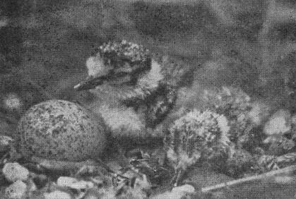 Вылупление птенцов в гнезде малого зуйка (Charadrius dublus)