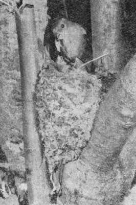 Наиболее типичное расположение гнезда зяблика (Fringilla coelebs)