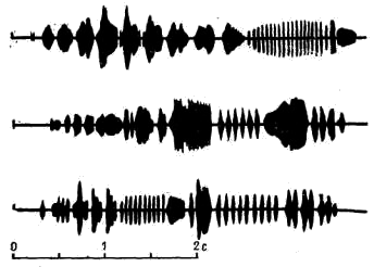 Осциллограммы фрагментов песен одного и того же самца коноплянки