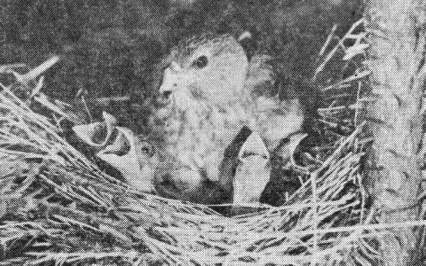 Самка чечевицы (Carpodacus erythrinus), обогревающая птенцов