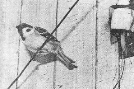 Полевой воробей (Passer montanus) у гнезда, устроенного за обшивкой дома
