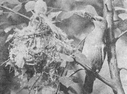 Самка иволги (Oriolus oriolus) с кормом