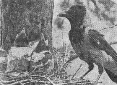 Серая ворона (Corvus comix) у гнезда с птенцами