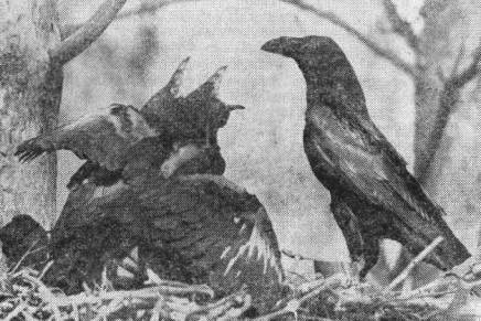 Гнездо ворона (Corvus corax) в окрестностях Ленинграда