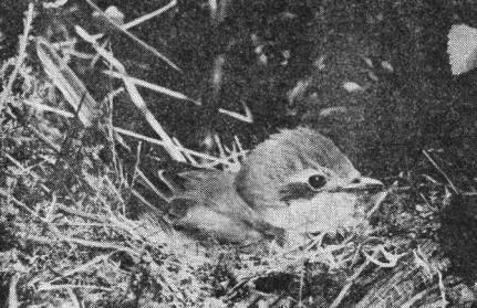 Самка жулана (Lanius collurio) на гнезде, расположенном на земле