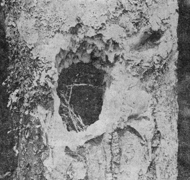 Гнездо крапивника (Troglodytes troglodytes), встроенное в дупло