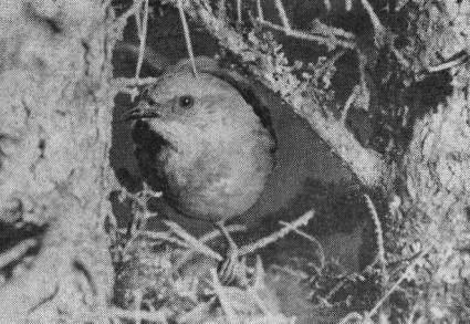 Лесная завирушка (Prunella modularis) у гнезда, устроенного в еловом подросте