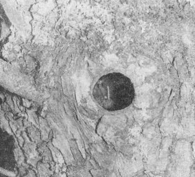 Гнездовое дупло зарянки (Erithacus rubecula) в старой иве на высоте 2,5 м от земли