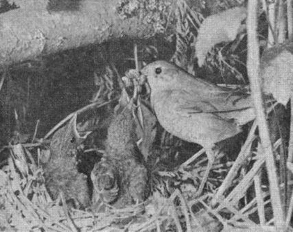 Луговой чекан (Saxicola rubetra) на наблюдательном пункте в районе гнезда