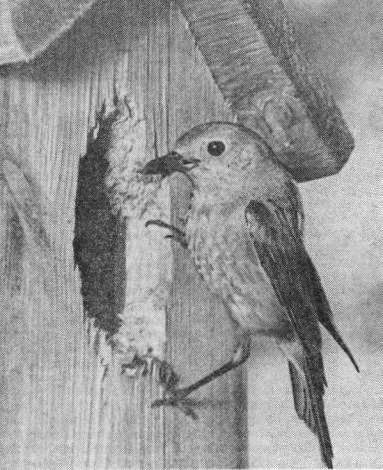 Самка горихвостки-лысушки (Phoenicurus phoenicurus) у гнезда в скворечнике