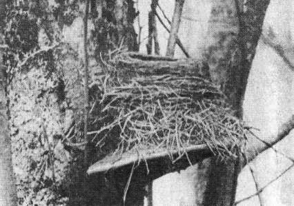 Гнездо рябинника (Turdus pilaris) на трутовике