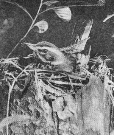 Гнездо белобровика (Turdus iliacus) на торце метрового пня среди залитого водою леса