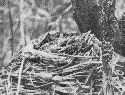 Птенцы белобровика (Turdus iliacus) в возрасте 6—7 дней, затаившиеся в гнезде