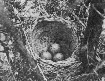 Гнездо певчего дрозда (Turdus philomelos) с кладкой из 4 яиц