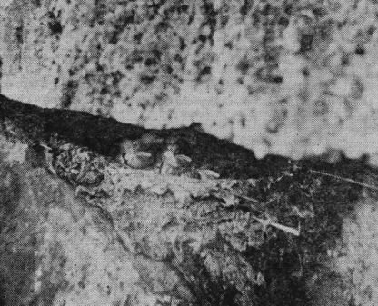 Гнездо деревенской ласточки (Hirundo rustica) на скале