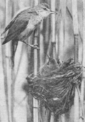 Дроздовидная камышевка (Acrocephalus arundinaceus) у гнезда