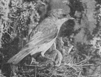 Славка-завирушка (Sylvia curruca) у гнезда с птенцами в кусте можжевельника