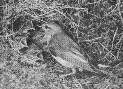 Пеночка-трещотка (Phylloscopus sibilatrix), кормящая птенцов