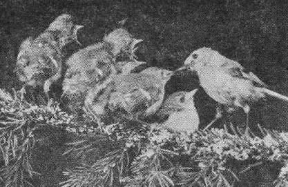 Семья желтоголовых корольков (Regulus regulus), недавно покинувших гнездо