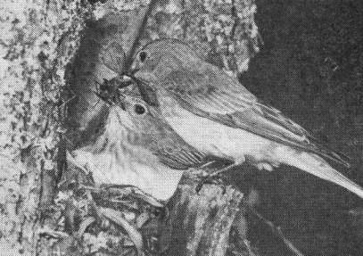 Самец серой мухоловки (Muscicapa striata) кормит самку, сидящую на гнезде. 