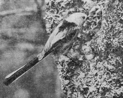 Длиннохвостая синица (Aegithalos caudatus) у гнезда с птенцами 