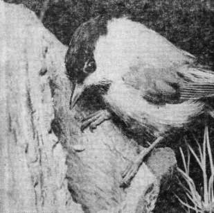 Пухляк (Parus montanus) у гнездового дупла, вход в которое открывается сверху.