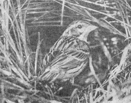 Самка дубровника (Emberiza aureola) у гнезда