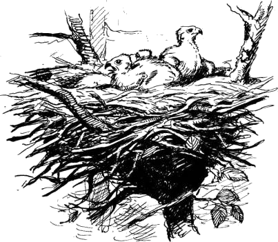 Гнездо обыкновенного канюка