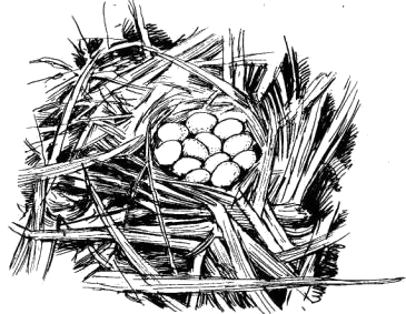 Гнездо лысухи