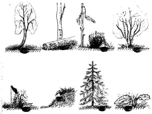 Схема расположения гнезд лесного конька