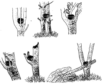 Схема расположения гнезд дрозда-рябинника