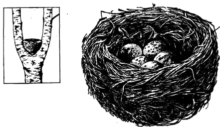 Гнездо дрозда-рябинника