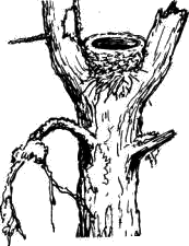 Расположение гнезда дрозда-дерябы