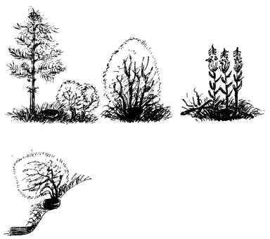 Схема расположения гнезд обыкновенного соловья