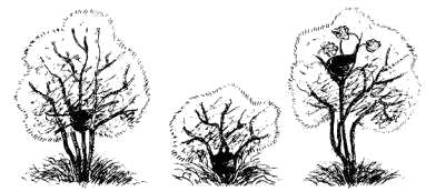 Схема расположения гнезд черноголовой славки