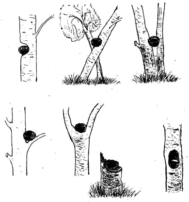 Схема расположения гнезд малой мухоловки